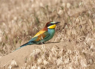Wildlife Tours in Rajasthan