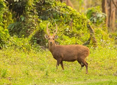 Sariska Wildlife Sanctuary & Bharatpur Bird Sanctuary Tour