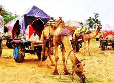 Pushkar Camel Fair Rajasthan’s Most Famous Festival for Foreigners