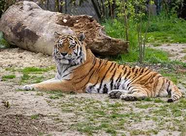 Ranthambore National Park Tour