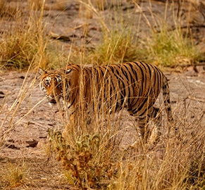 Wildlife Tour Rajasthan
